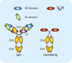 IgG structure vs CaptureSelect