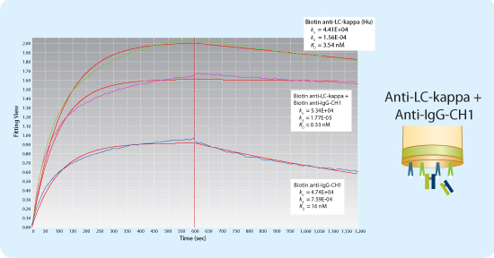 Introducing bivalency to capture human IgG Fab kappa fragments